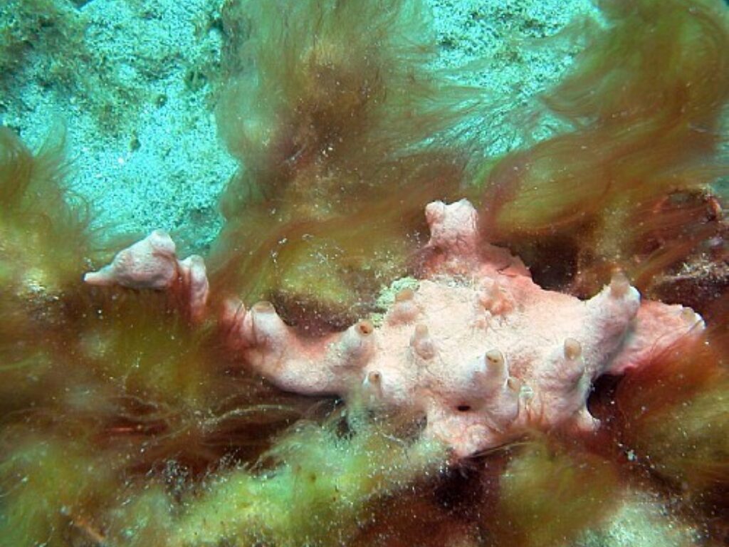 Marine Natural Product Discovered Off Florida Coast Could Help Fight Cancer